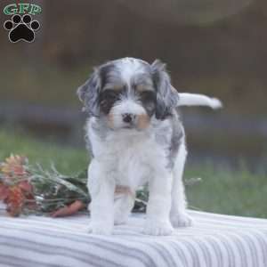 Haisley, Cavapoo Puppy